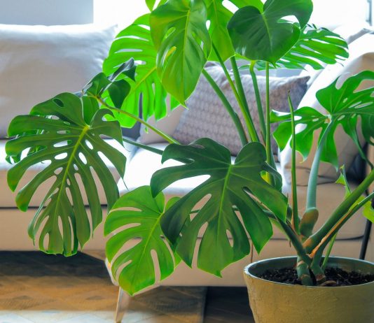 Монстера — крупнолистный гигант с незаслуженно плохой репутацией