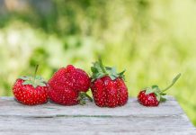 Почему деформируются ягоды у земляники садовой?