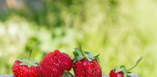 Почему деформируются ягоды у земляники садовой?