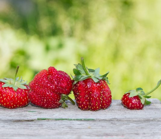 Почему деформируются ягоды у земляники садовой?