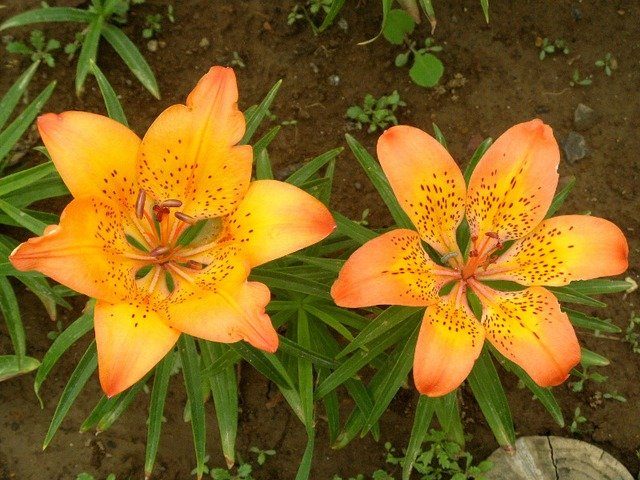 Лилия пенсильванская (Lilium pensylvanicum)