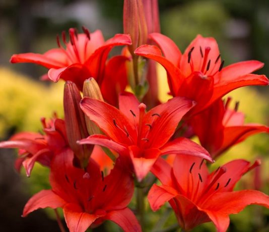 Различные классификации садовых лилий — от ботанической, до флористической - Цветы многолетние Различные классификации садовых лилий — от ботанической, до флористической