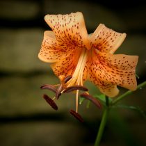 Американский гибрид лилии (Lilium American Hybrid)
