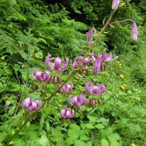 Мартагон гибрид лилии (Lilium Martagon Hybrid)