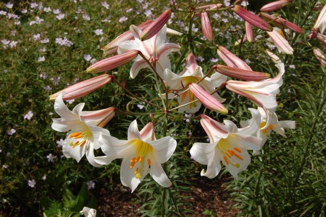 Лилия королевская (Lilium regale)