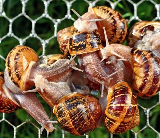 Разведение улиток для продажи или собственного потребления