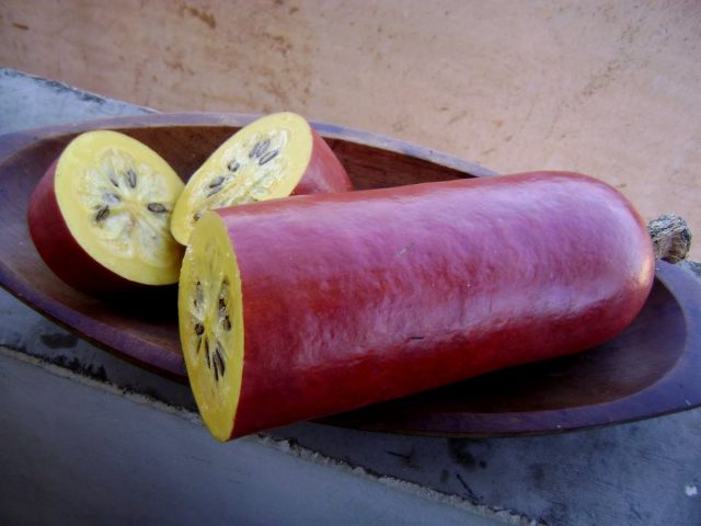 Сикана душистая, или Кассабанана — экзотическая тыква с необычным вкусом