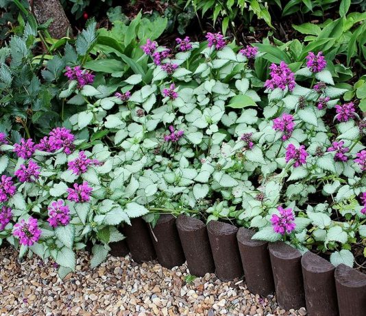 Яснотка — идеальный почвопокровник для теневого цветника