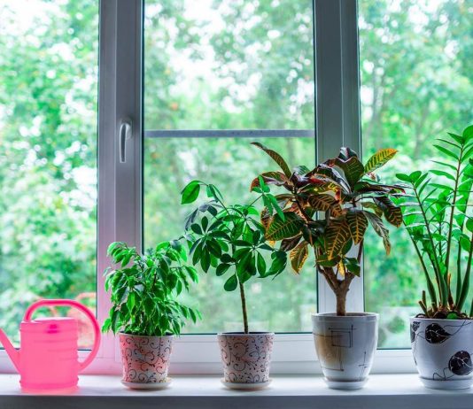5 мифов о комнатных растениях, которые помогут их погубить