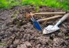 5 способов улучшить состав почвы после урожая картофеля