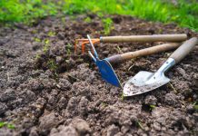 5 способов улучшить состав почвы после урожая картофеля