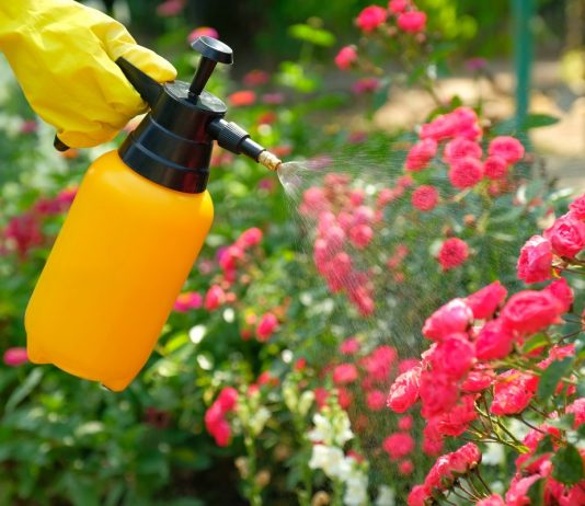 Уход за розами – системно и регулярно
