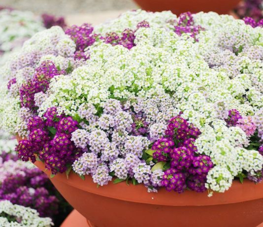 Алиссум морской и секреты его пышного цветения