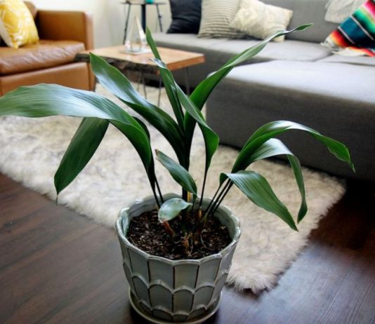 Аспидистра — одно из самых выносливых комнатных растений - Комнатные растения Аспидистра — одно из самых выносливых комнатных растений