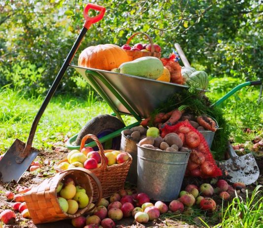 Что не забыть сделать в сентябре садоводу? - Ягодник Что не забыть сделать в сентябре садоводу?