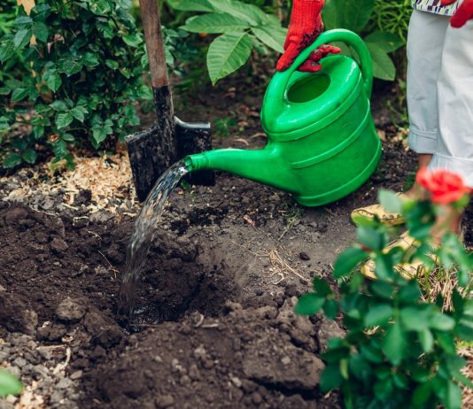 Что посеять и посадить в августе?