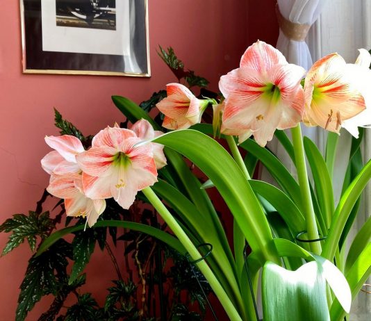 Гиппеаструм — классика среди комнатных луковичных растений