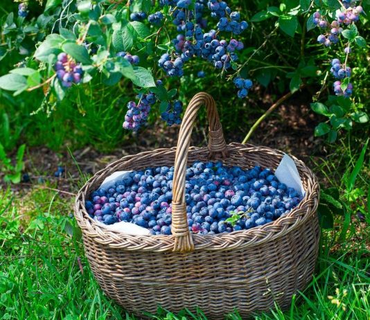 Голубика высокорослая — как надо и не надо выращивать