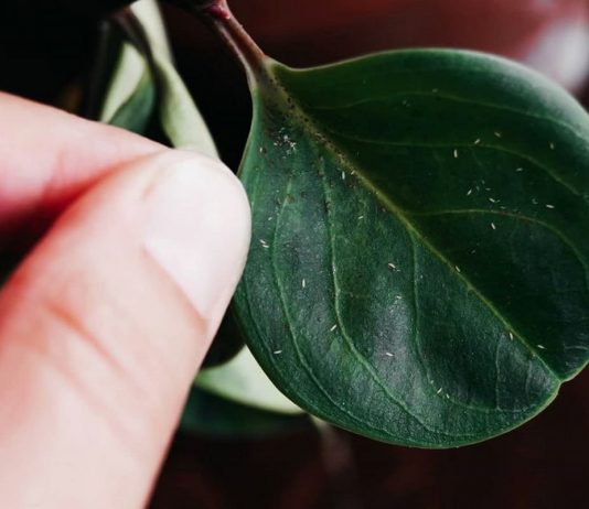 Как избавиться от трипсов на комнатных растениях?