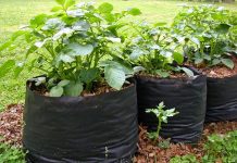 Картофель в мешках, бочках, пакетах и ящиках — урожай для ленивых