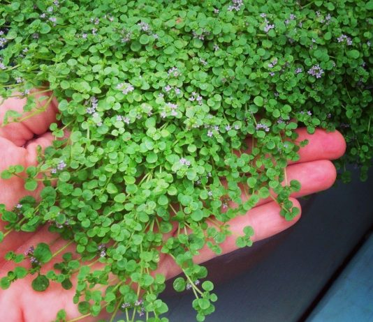 Мята корсиканская — крошечный и ароматный почвопокровник