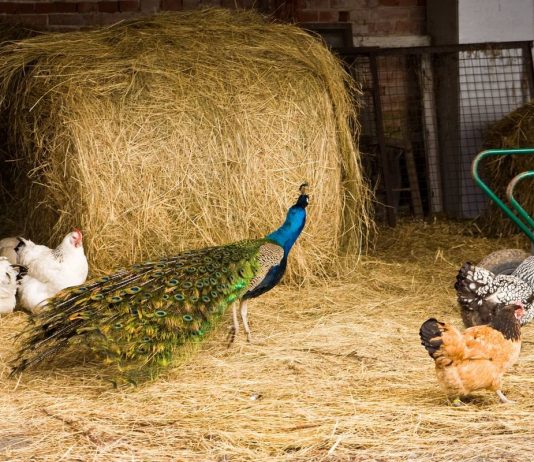 Павлины — особенности содержания в домашнем хозяйстве