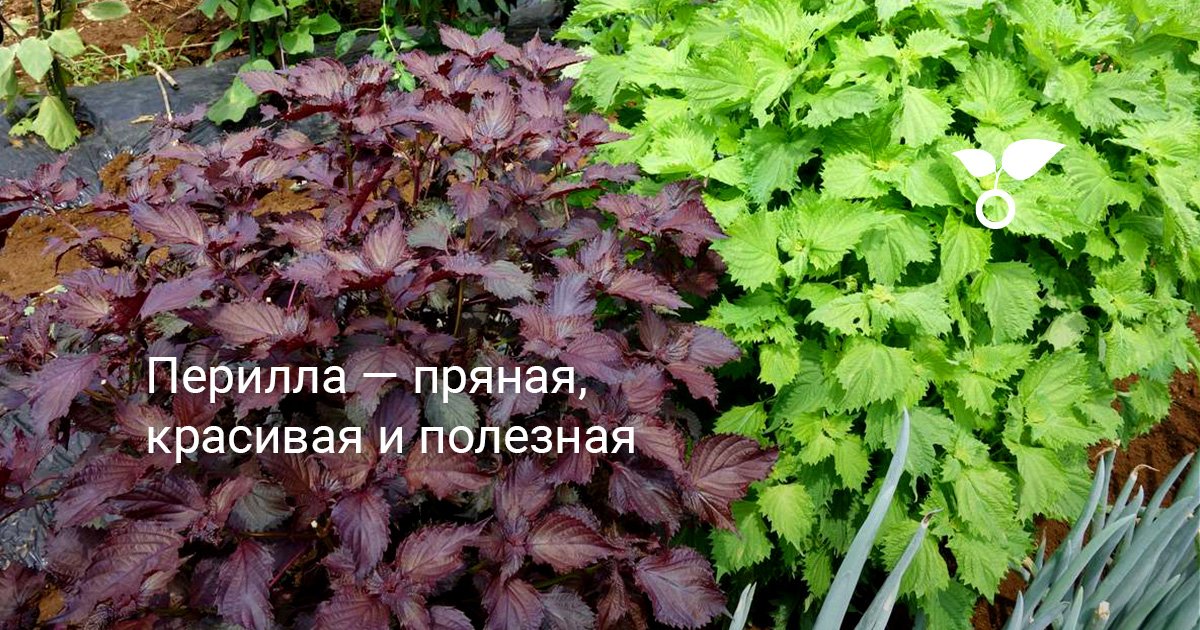 Перилла — пряная, красивая и полезная