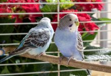 7 декоративных птичек, которые подойдут начинающим