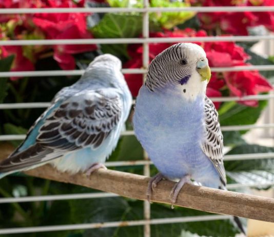 7 декоративных птичек, которые подойдут начинающим