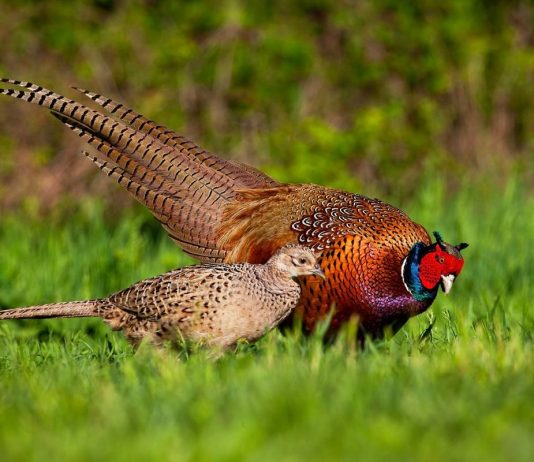 Разведение фазанов — просто, прибыльно, интересно