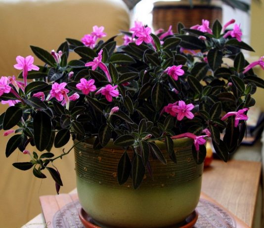 Руэллия — бархатные листья и трогательные цветки