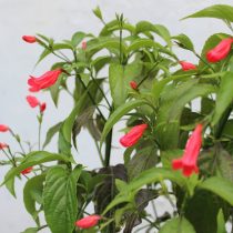 Руэллия приятная (Ruellia amoena)