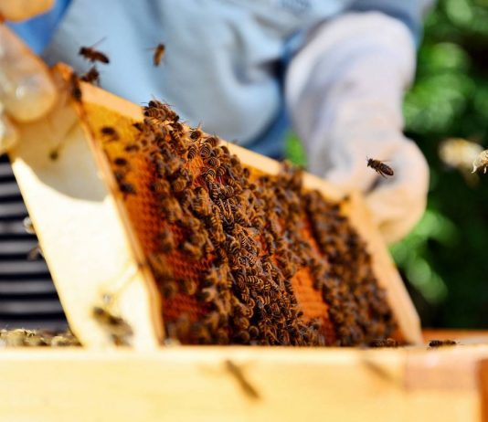 Секрет тёмного мёда, или Как мои пчелы медвяную росу собирают