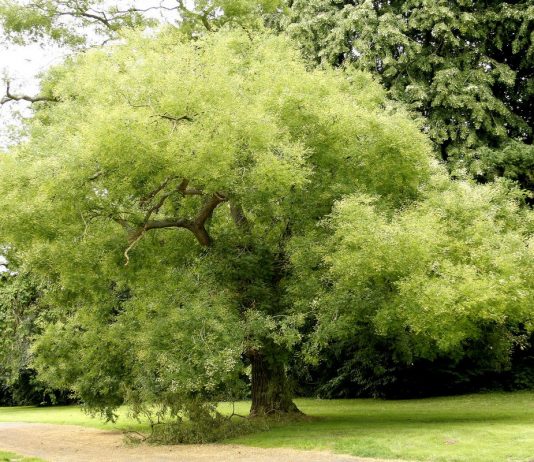 Софора японская — растение, которое вылечило меня от незаживающих ран - Цветник и ландшафт Софора японская — растение, которое вылечило меня от незаживающих ран