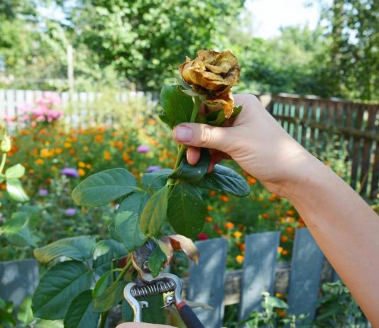 Тонкости летней обрезки цветника - Цветник и ландшафт Тонкости летней обрезки цветника