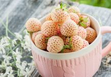 Земляника–альбинос — почему не стоит от неё отказываться?