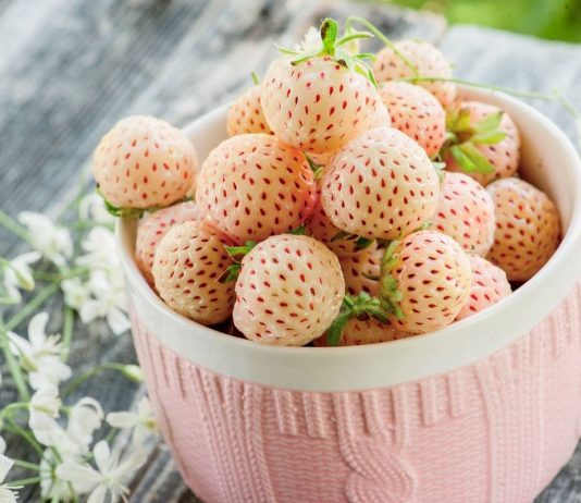 Земляника–альбинос — почему не стоит от неё отказываться?