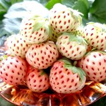 Белая земляника «Пайнберри»