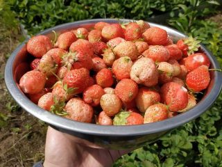 Белая земляника «Финская розовая»