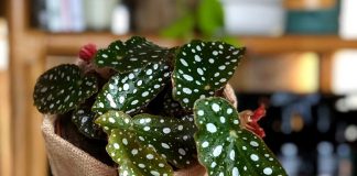 10 необычных бегоний для комнатного цветоводства
