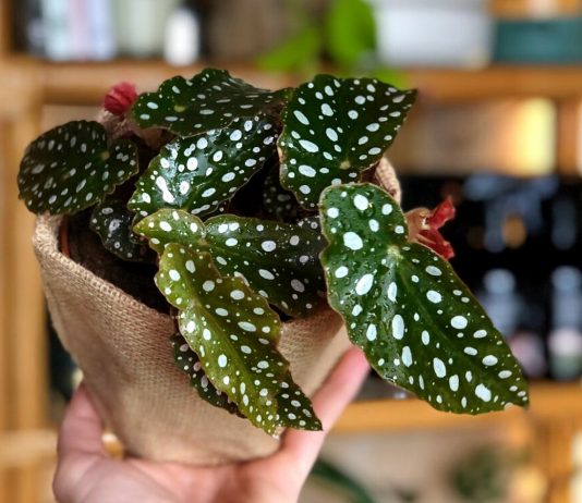 10 необычных бегоний для комнатного цветоводства