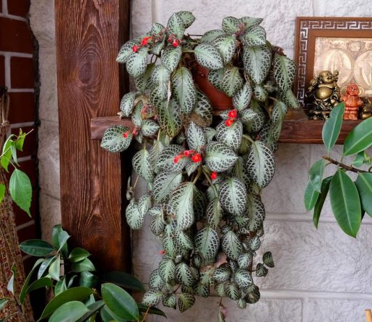 5 шагов к здоровью эписции