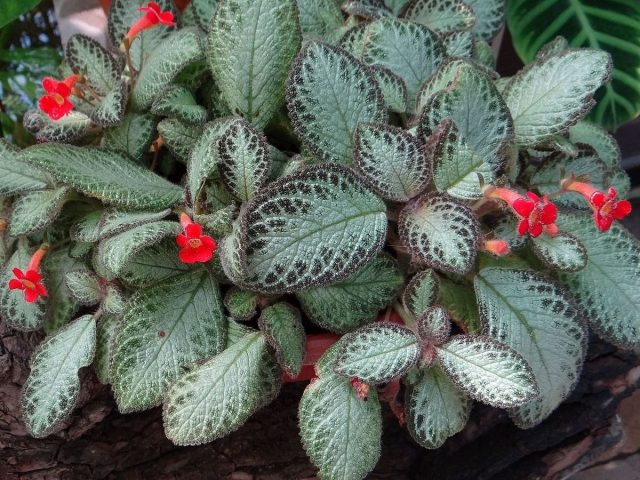 Эписция (Episcia)