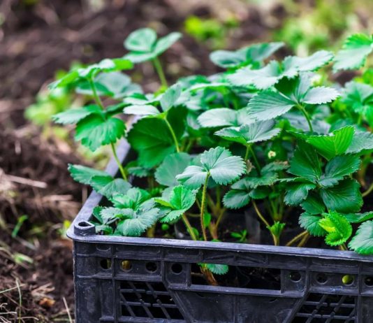 7 шагов к получению качественной рассады земляники садовой