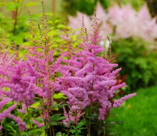Астильба — лучший многолетник для полутенистых уголков сада - Цветы многолетние Астильба — лучший многолетник для полутенистых уголков сада