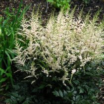 Астильба простолистная (Astilbe simplicifolia) Астильба простолистная (Astilbe simplicifolia)