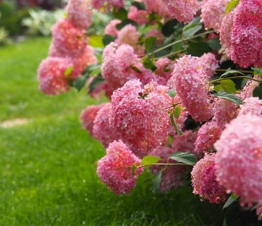 Сорта древовидной гортензии с розовыми цветками, которые не нуждаются в укрытии - Цветник и ландшафт Сорта древовидной гортензии с розовыми цветками, которые не нуждаются в укрытии