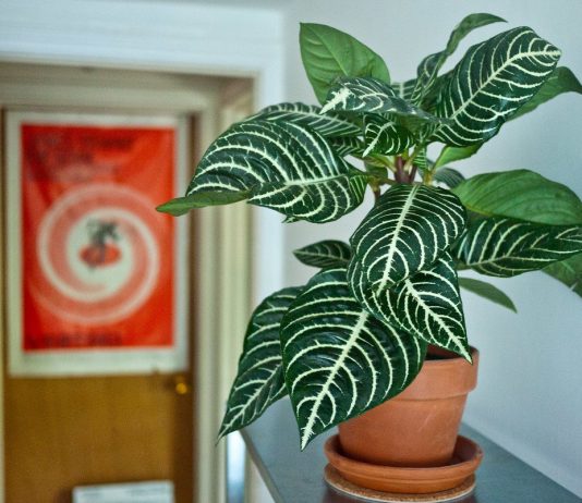 Экстравагантная алефандра — влаголюбивая, но надежная