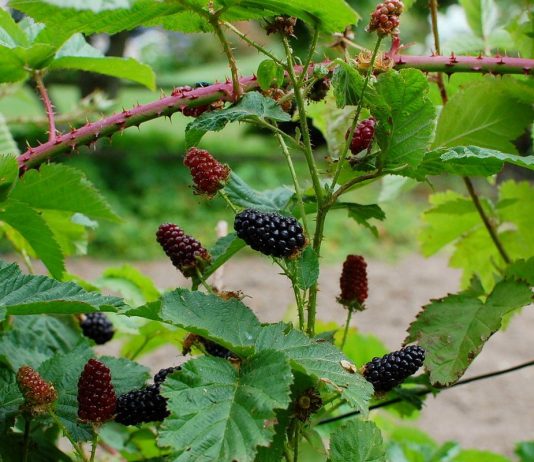 Ежемалина — лучшие сорта и особенности выращивания