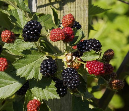 Ежевика — от ненависти до любви